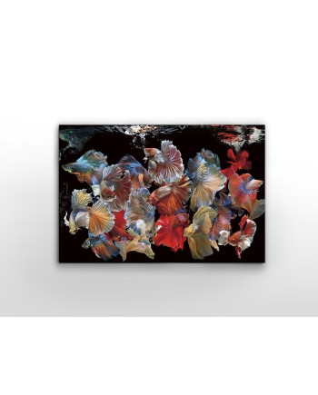 PECES SIAM- FOTO 150x100